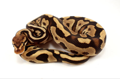 Cypress Leopard h. Clown Ball Python