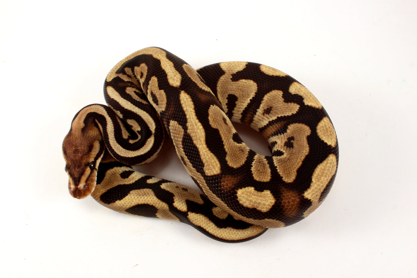 Cypress Leopard h. Clown Ball Python