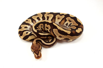 Cypress Leopard h. Clown Ball Python