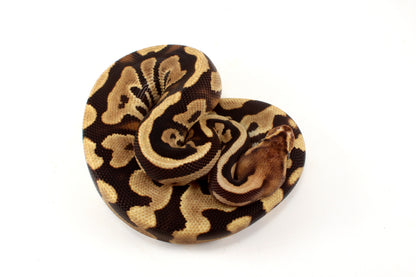Cypress Leopard h. Clown Ball Python