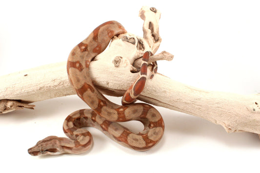 T+ Albino Central American Boa