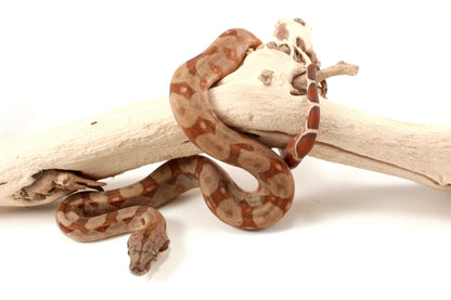 T+ Albino Central American Boa