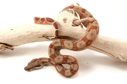 T+ Albino Central American Boa