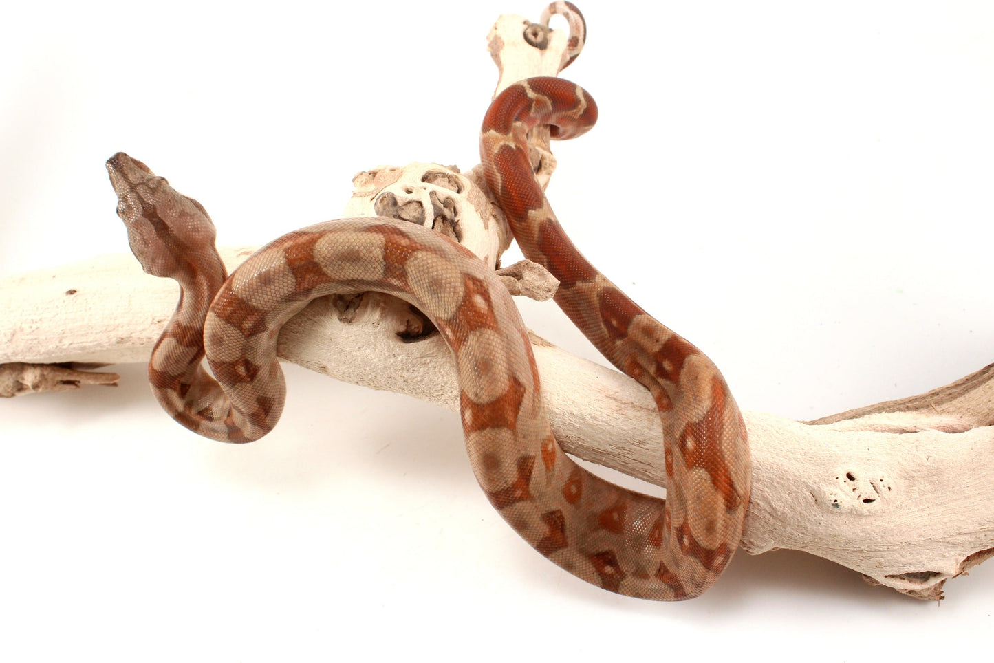 T+ Albino Central American Boa