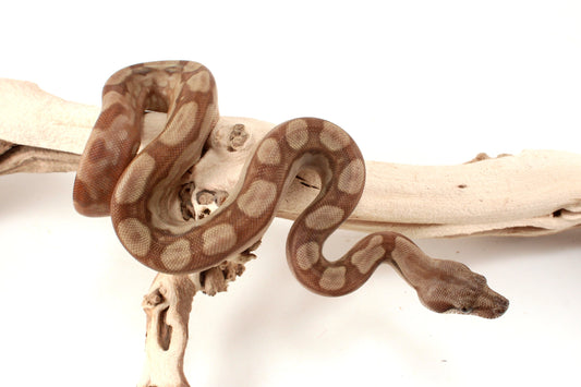 T+ Motley Albino Central American Boa
