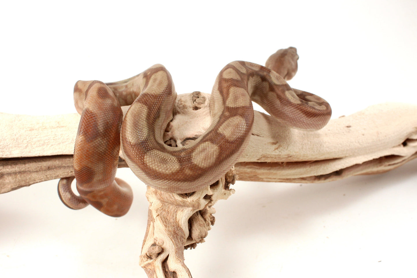 T+ Motley Albino Central American Boa