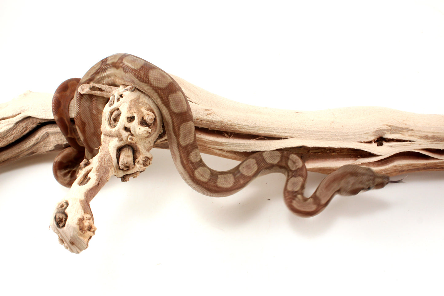 T+ Motley Albino Central American Boa