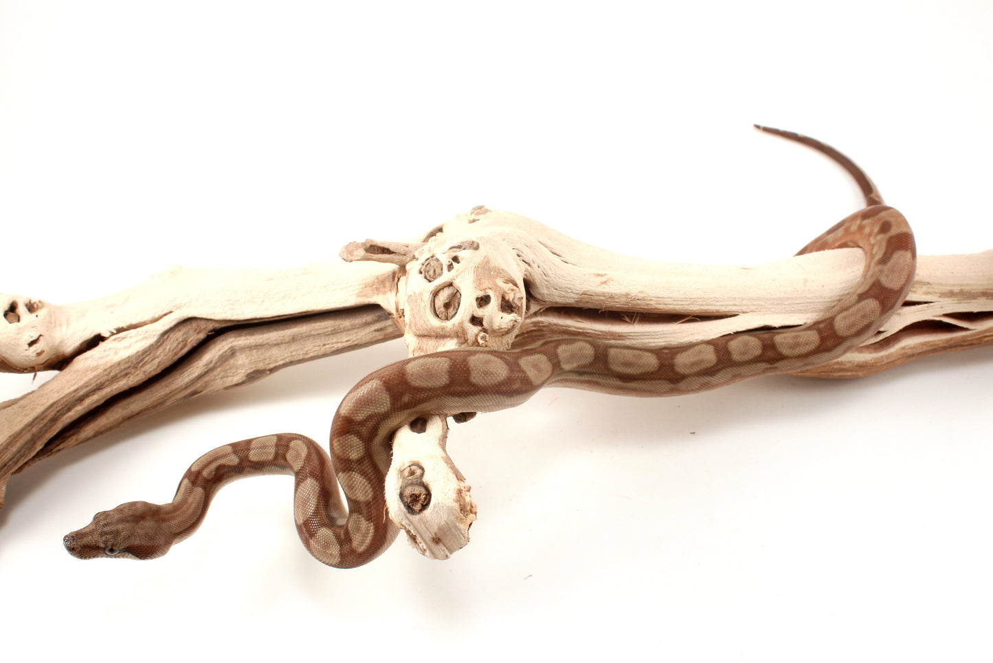 T+ Motley Albino Central American Boa