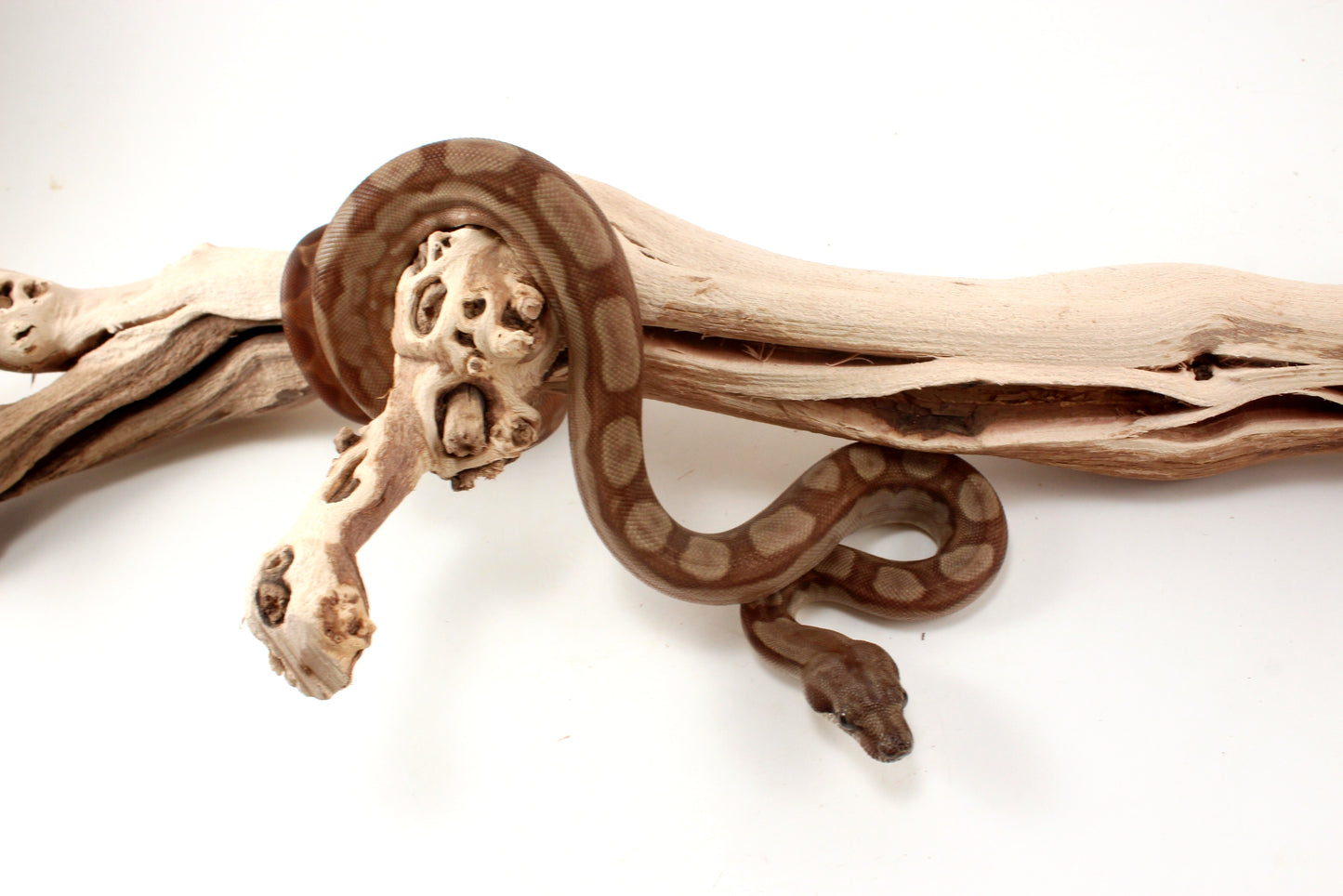 T+ Motley Albino Central American Boa