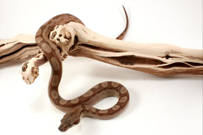 T+ Motley Albino Central American Boa