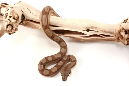 T+ Motley Albino Central American Boa