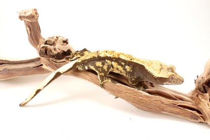 Extreme Harlequin Tricolor Crested Gecko