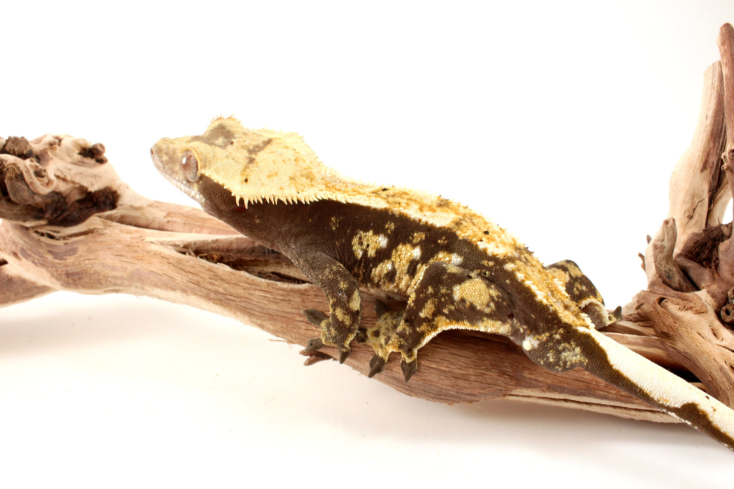 Extreme Harlequin Tricolor Crested Gecko