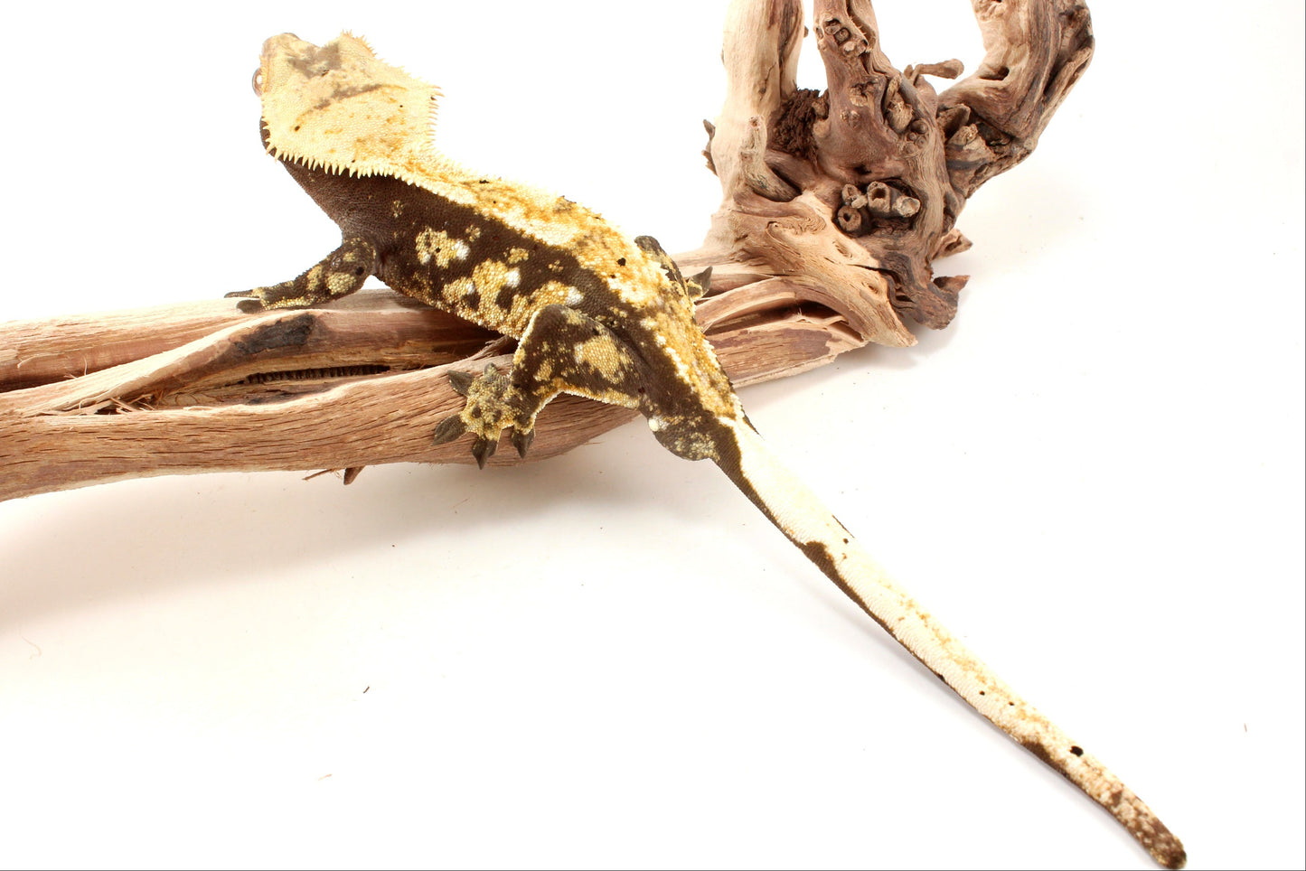 Extreme Harlequin Tricolor Crested Gecko