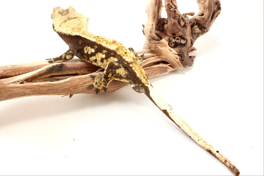 Extreme Harlequin Tricolor Crested Gecko
