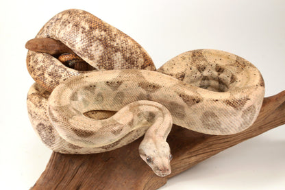 Hogg Island Boa
