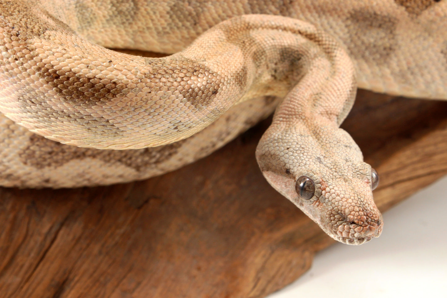 Hogg Island Boa
