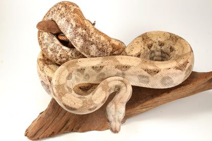 Hogg Island Boa