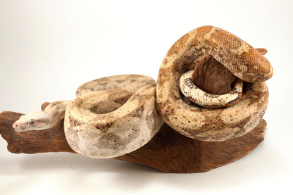 Hogg Island Boa