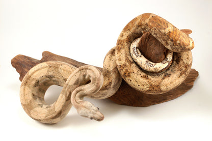 Hogg Island Boa