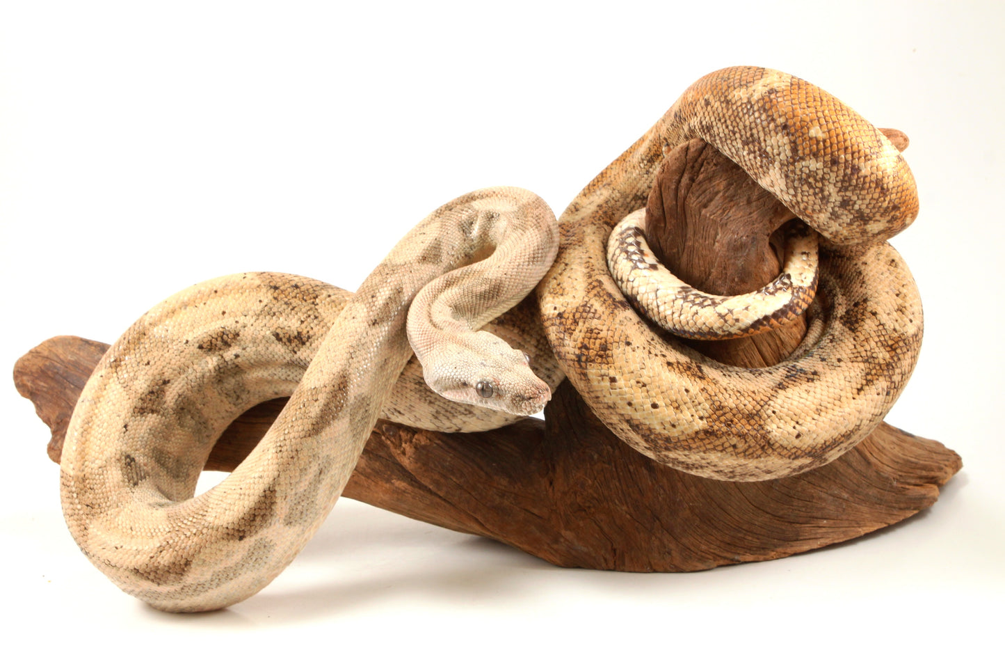 Hogg Island Boa
