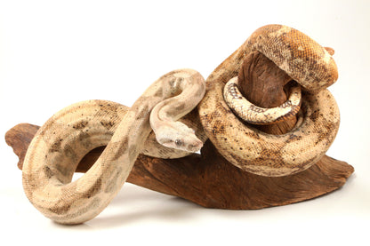 Hogg Island Boa