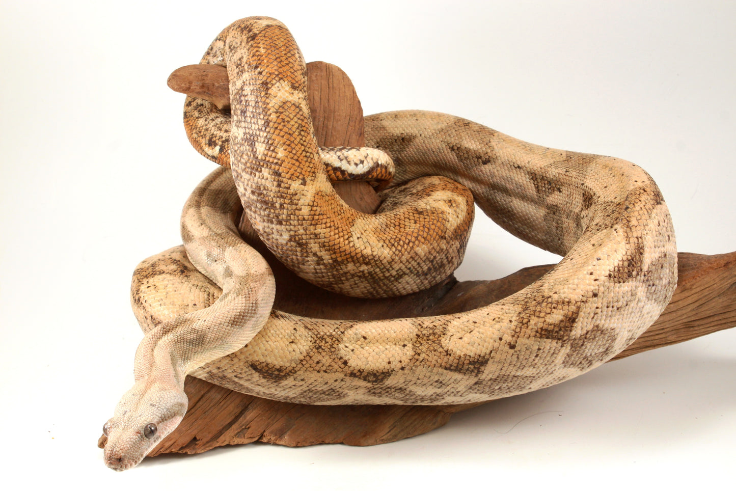 Hogg Island Boa