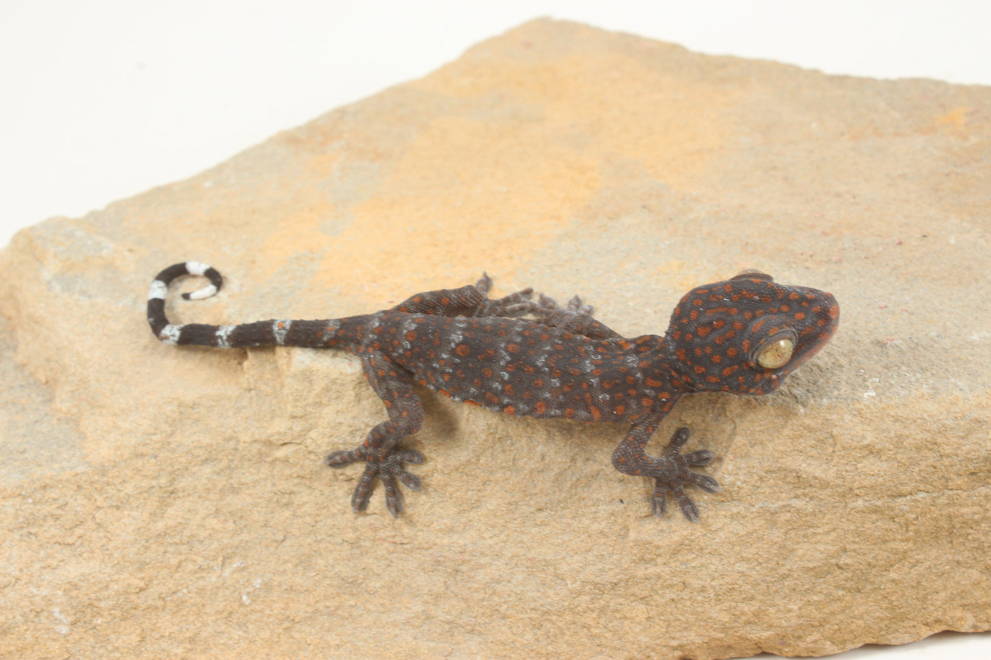 Tokay Gecko