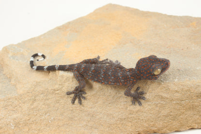 Tokay Gecko