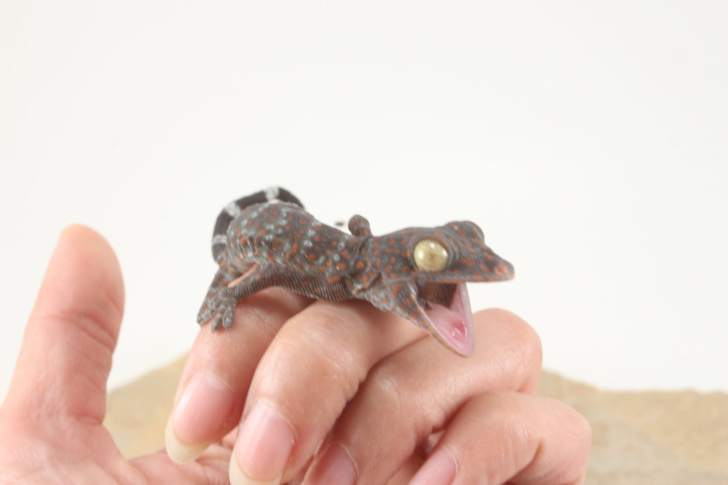 Tokay Gecko