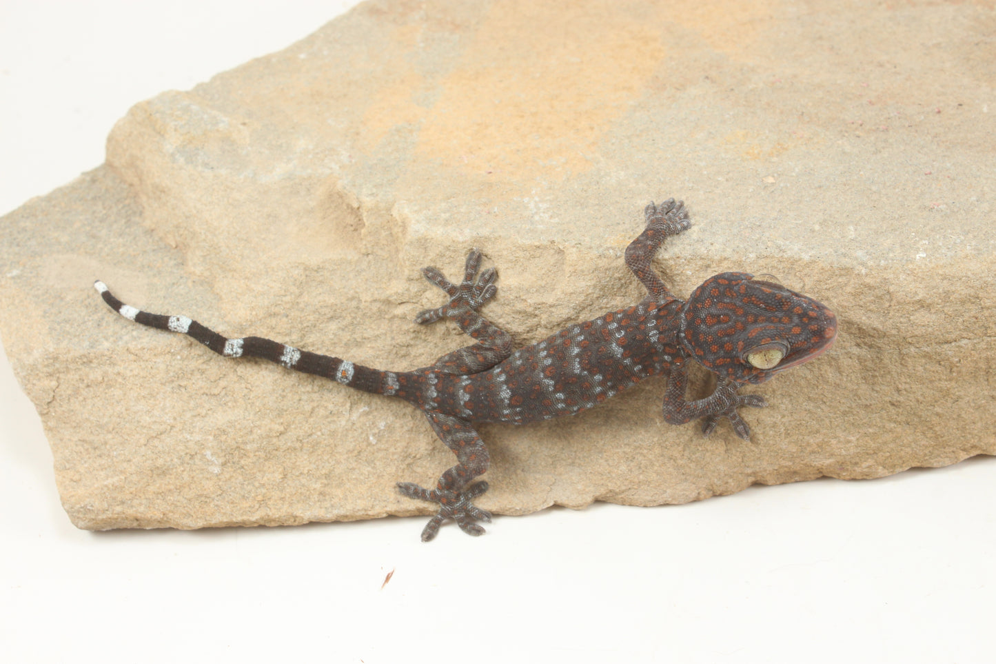 Tokay Gecko