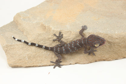 Tokay Gecko