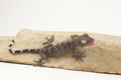 Tokay Gecko