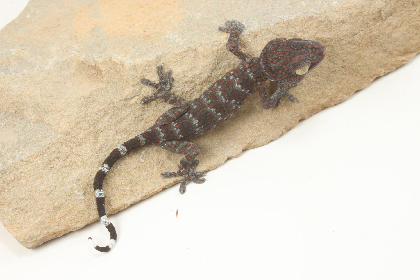 Tokay Gecko