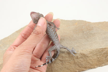 Tokay Gecko