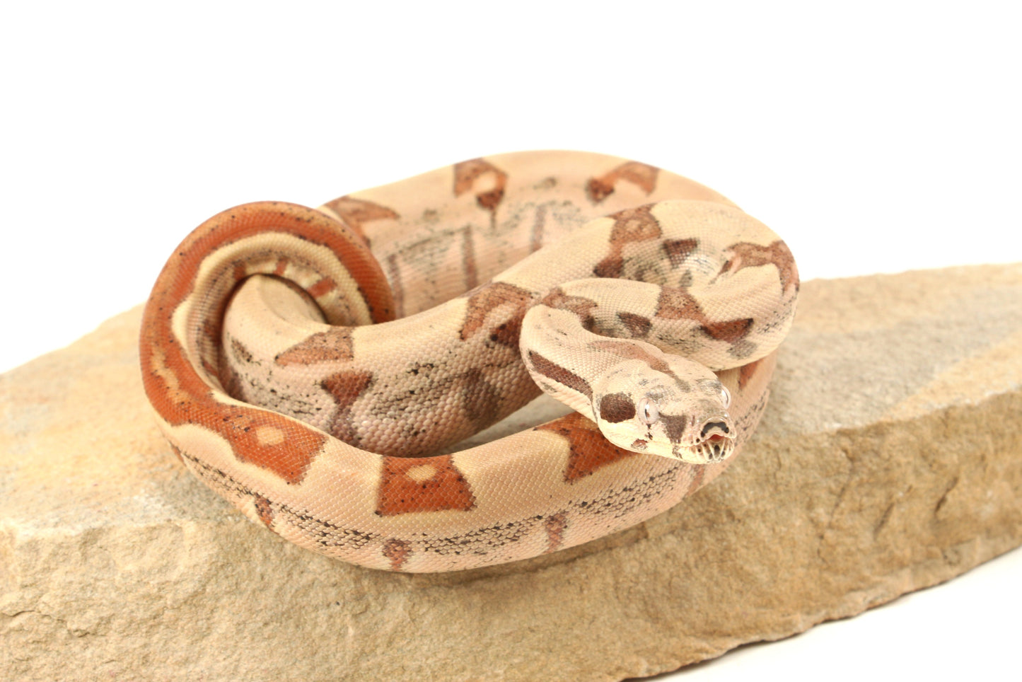 Hypo Jungle h. VPI Colombian Boa