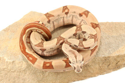 Hypo Jungle h. VPI Colombian Boa