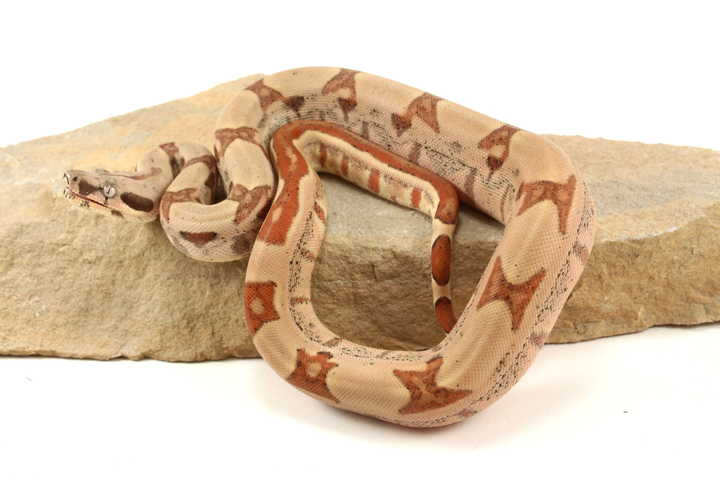 Hypo Jungle h. VPI Colombian Boa