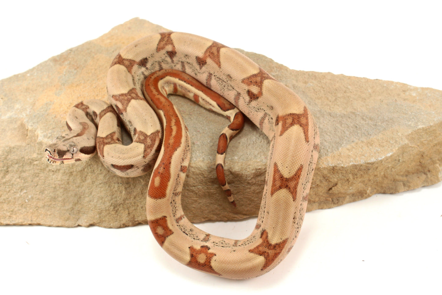 Hypo Jungle h. VPI Colombian Boa