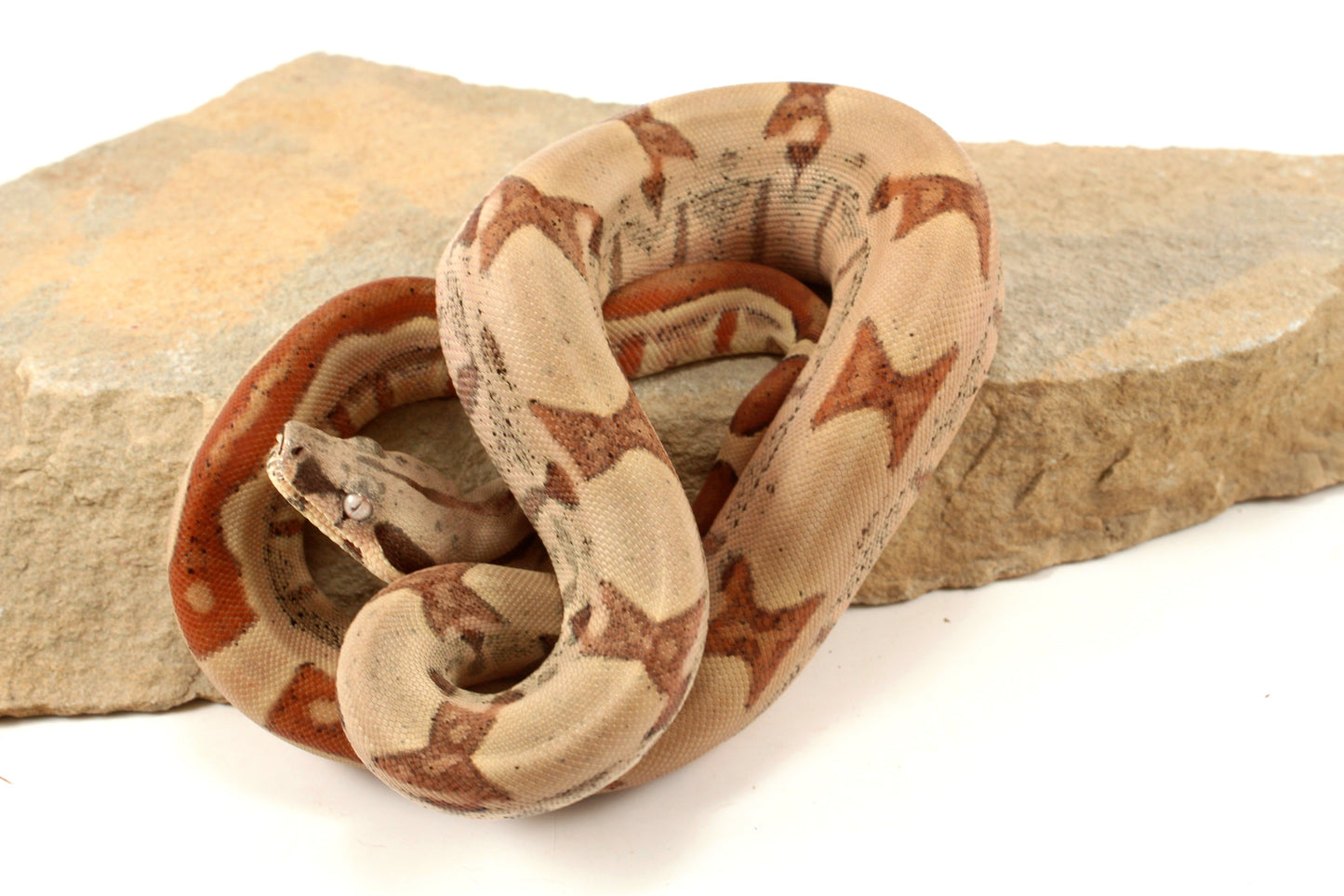 Hypo Jungle h. VPI Colombian Boa