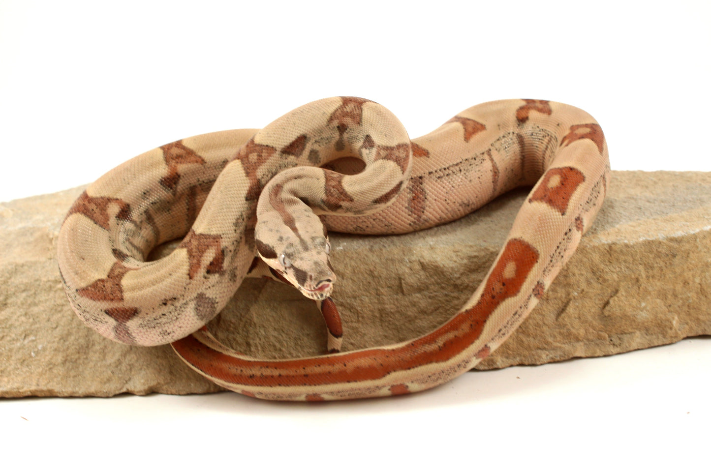 Hypo Jungle h. VPI Colombian Boa