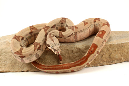 Hypo Jungle h. VPI Colombian Boa