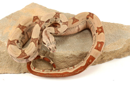 Hypo Jungle h. VPI Colombian Boa