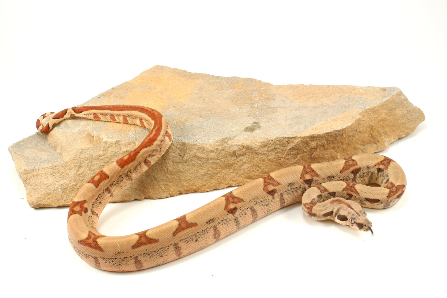 Hypo Jungle h. VPI Colombian Boa