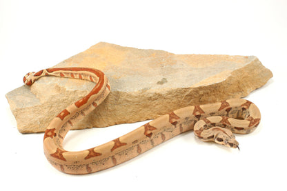 Hypo Jungle h. VPI Colombian Boa