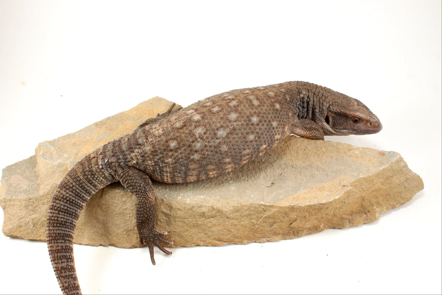 Savannah Monitor
