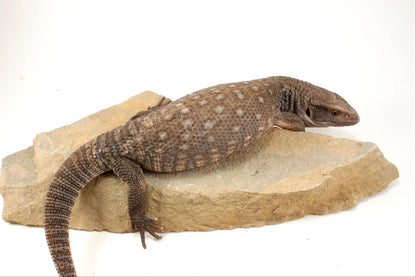 Savannah Monitor