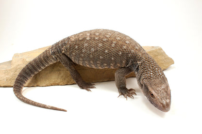 Savannah Monitor