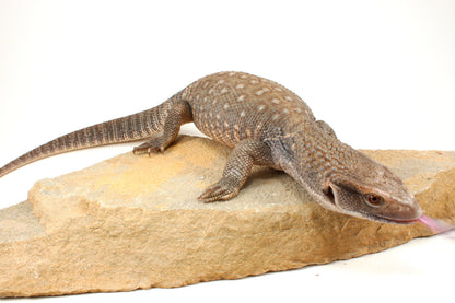 Savannah Monitor