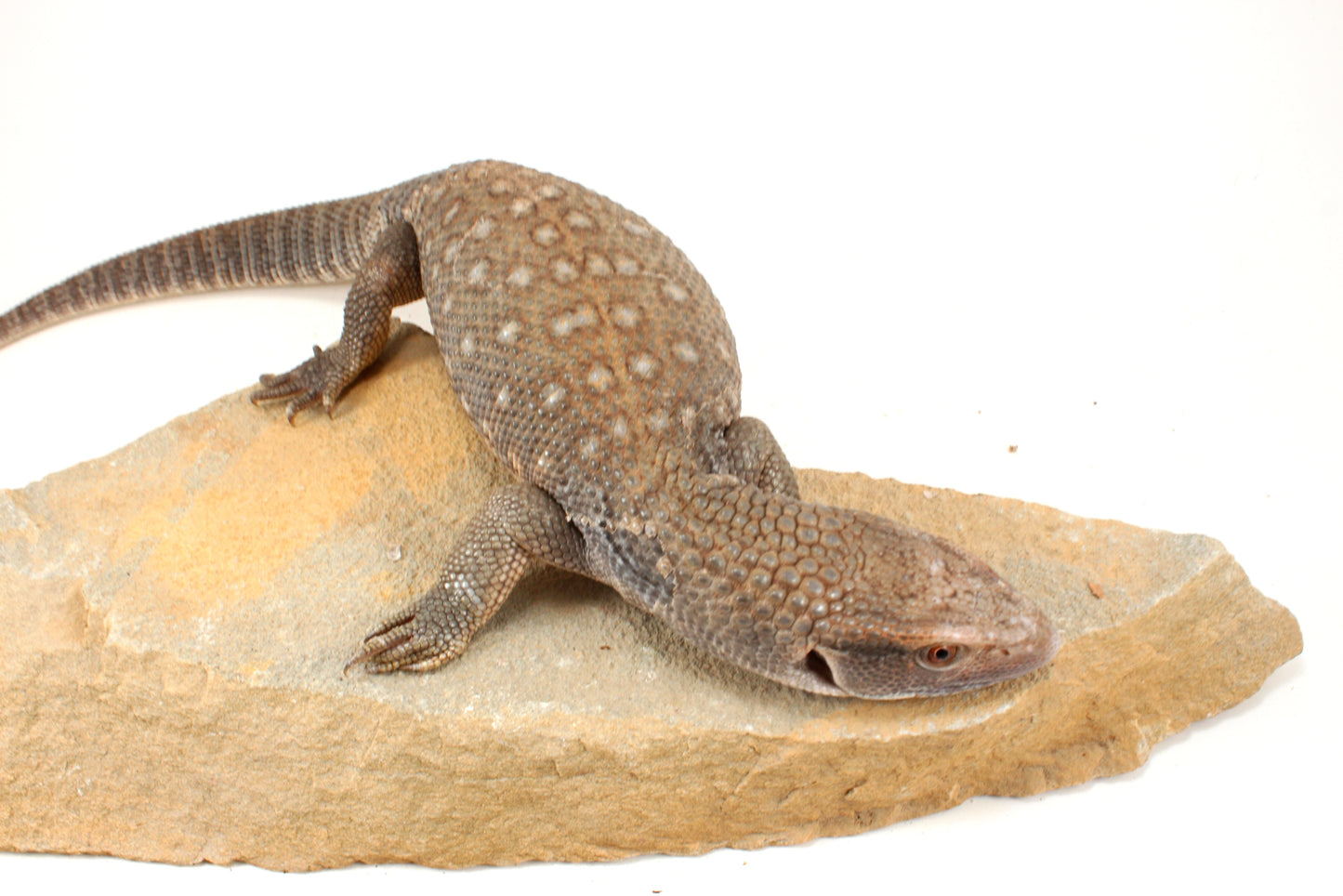 Savannah Monitor